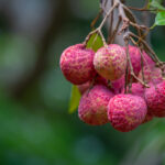 lychee benefits and side effects