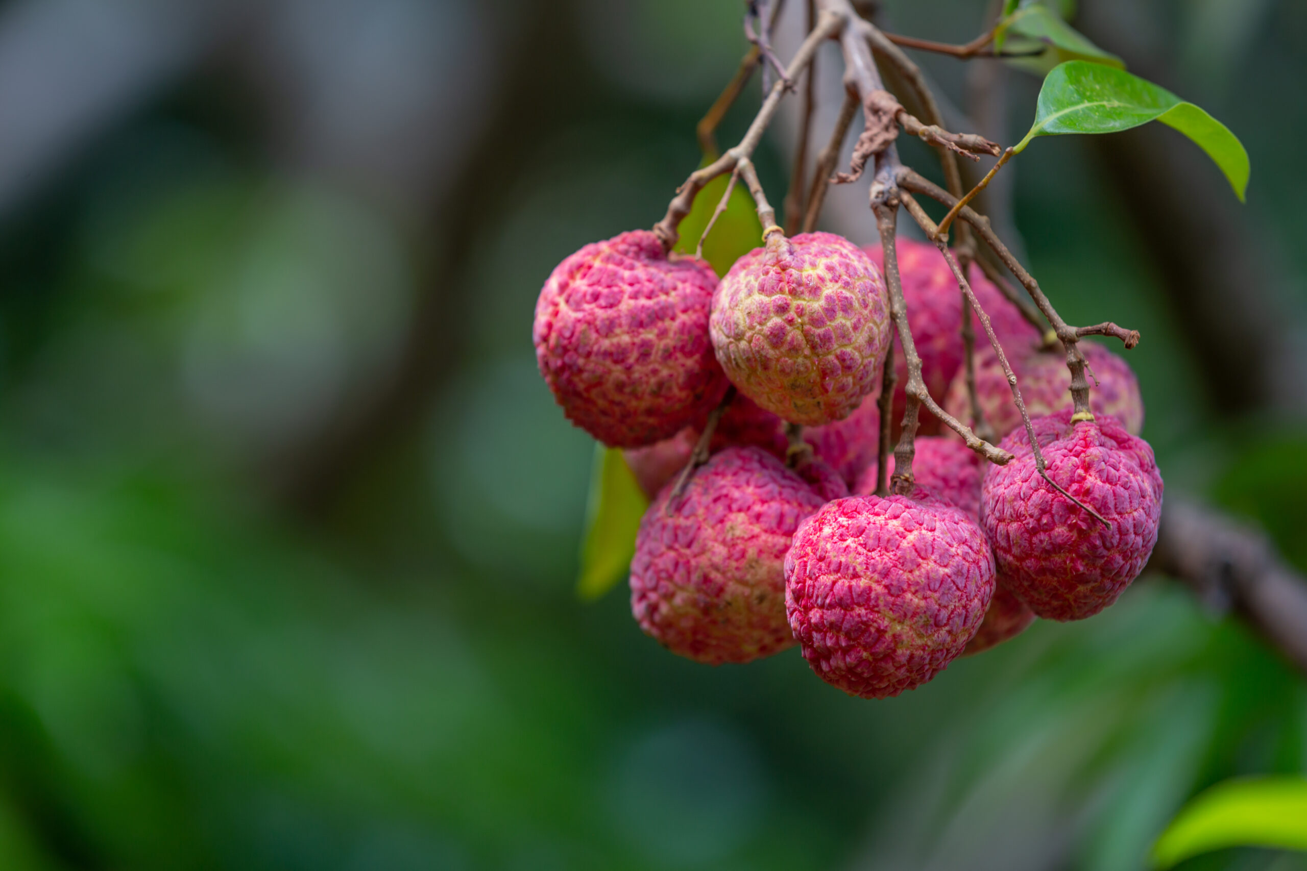 lychee benefits and side effects