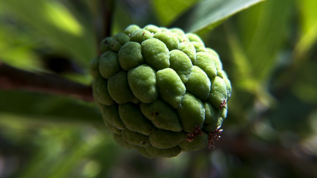 Custard apple benefits