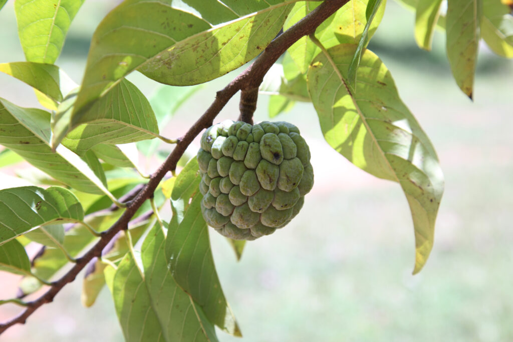 Custard apple benefits