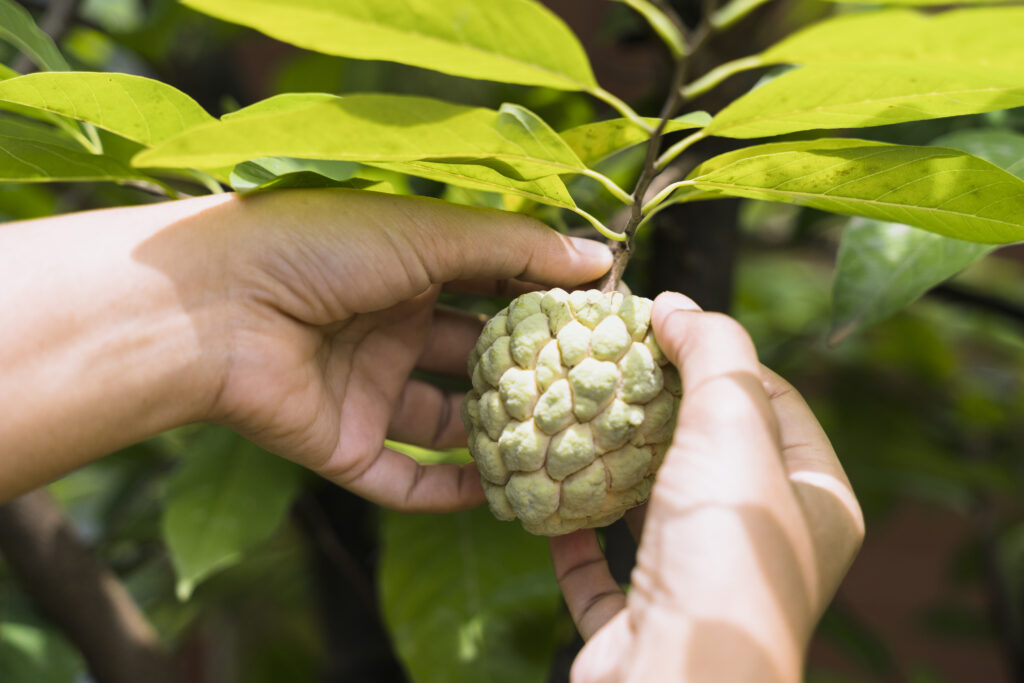 Custard apple benefits