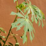 Papaya leaf juice benefits