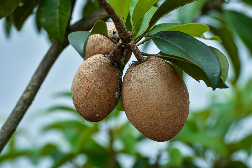 Chiku fruit benefits