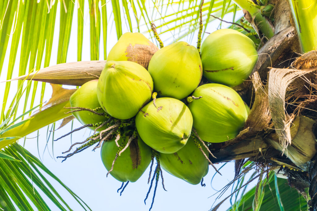 Tender coconut water benefits