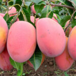 Miyazaki Mango Benefits