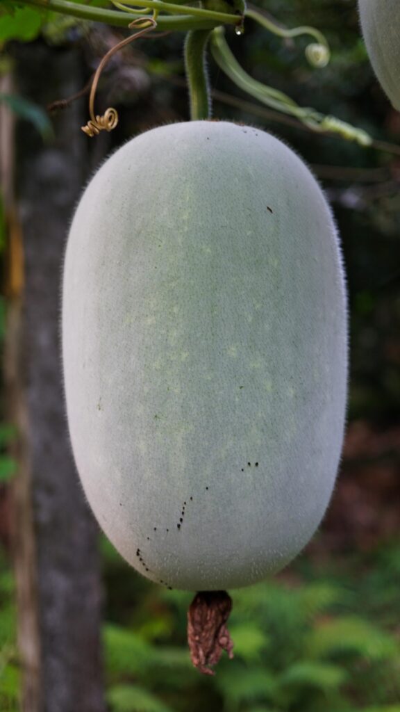 Ash Gourd Juice Benefits