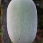 Ash Gourd