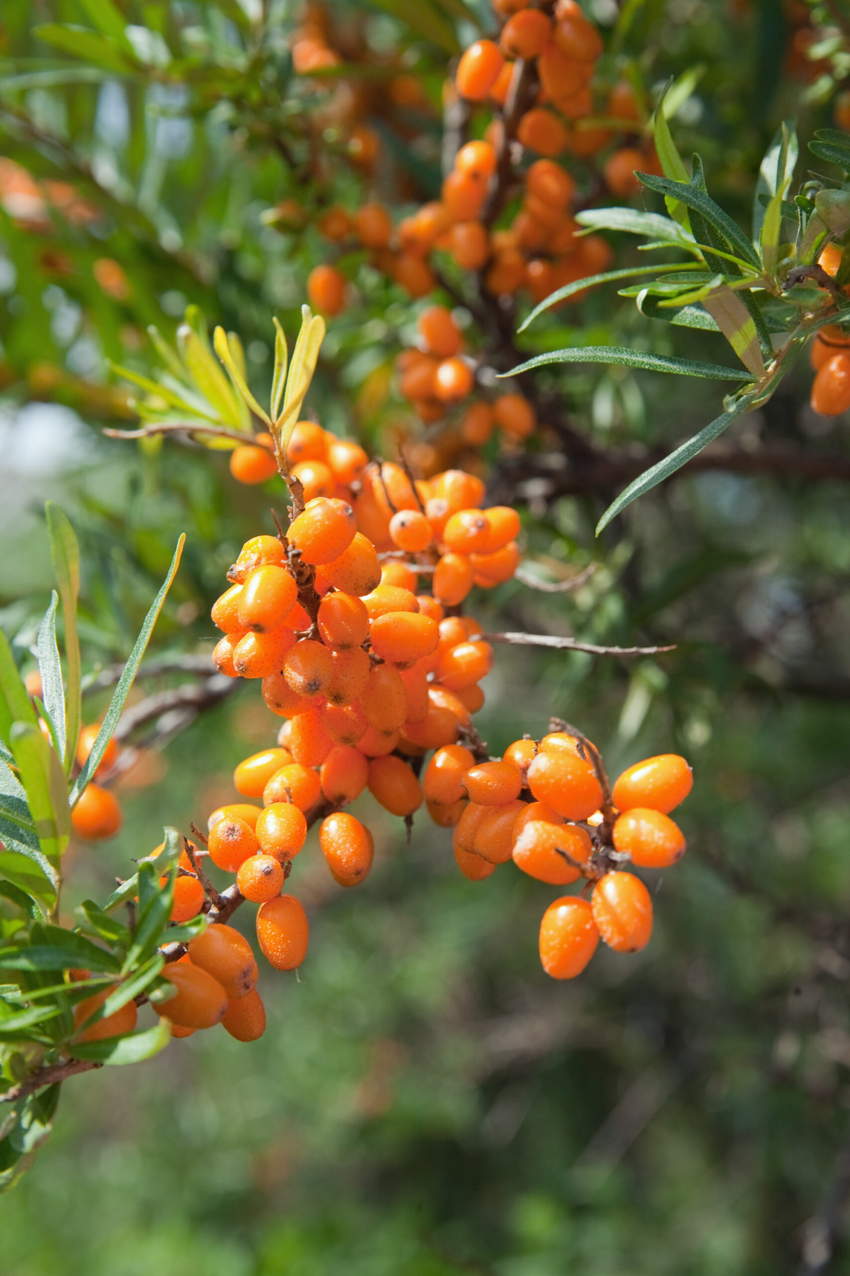 Sea Buckthorn Benefits