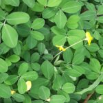 Methi leaves benefits