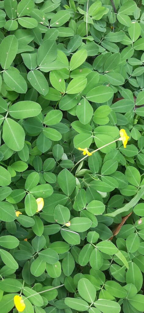 Methi leaves benefits