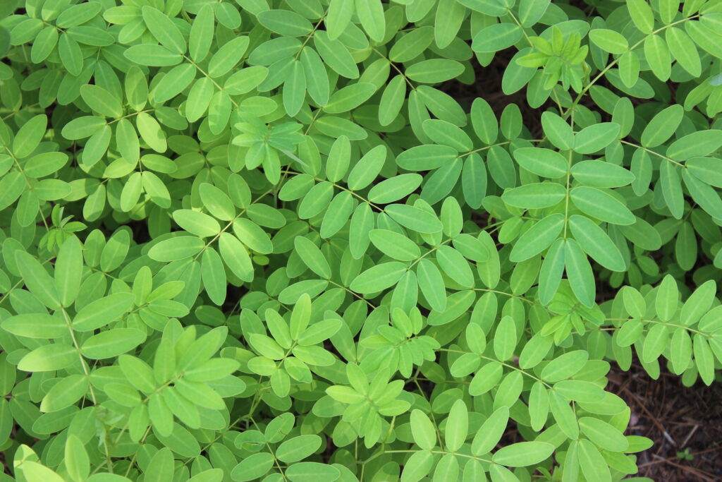 Moringa Leaves