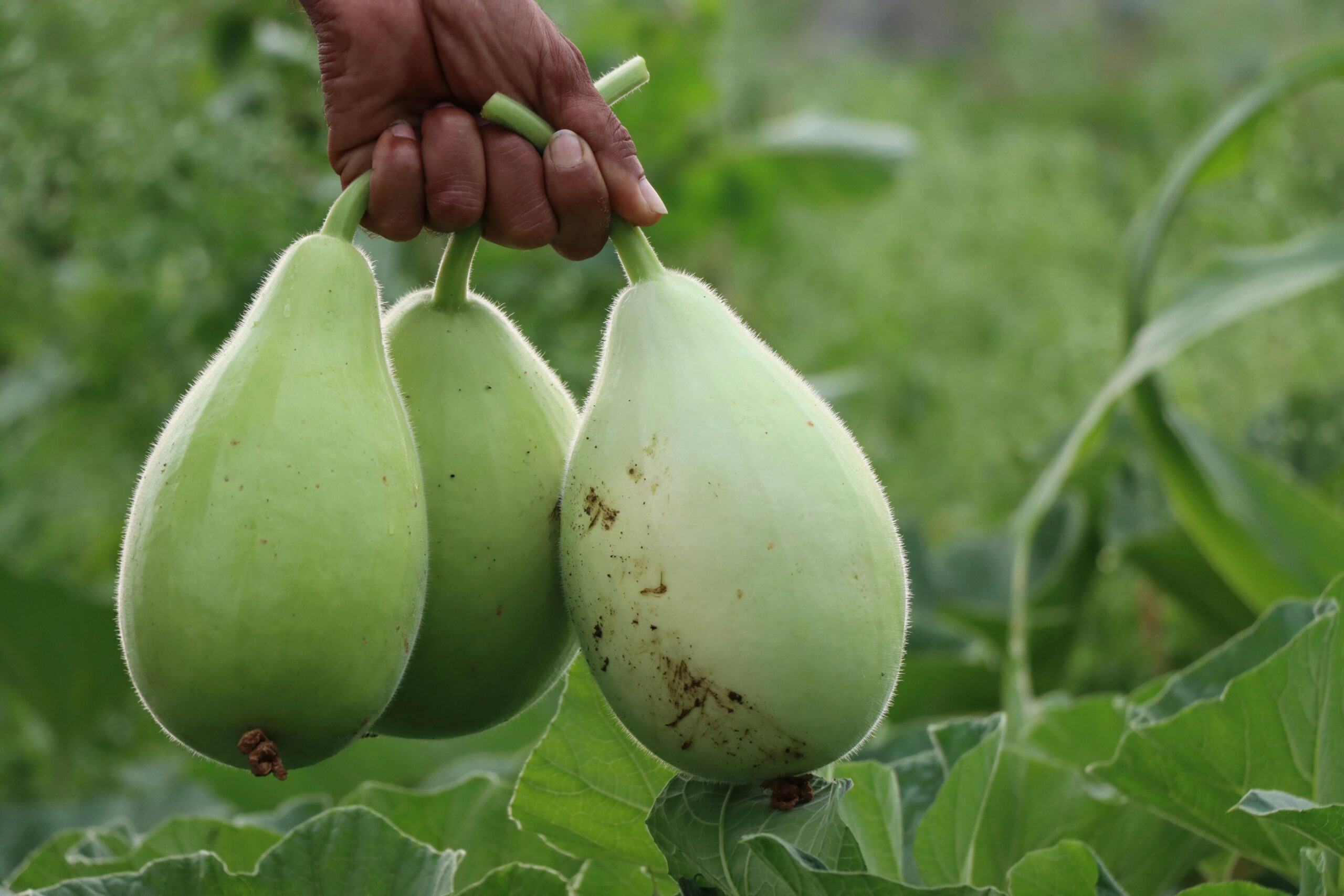 Bottle Gourd Benefits