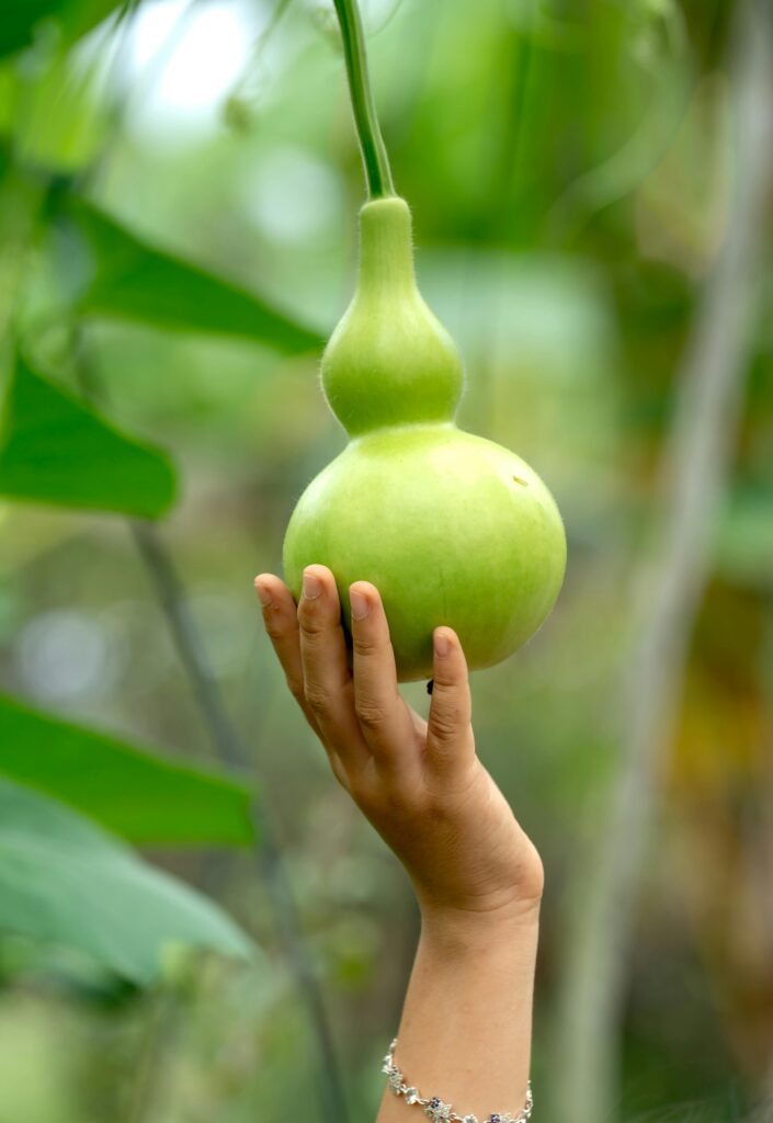 Bottle Gourd Benefits