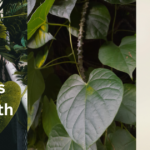 Giloy Benefits For Health: Complete Guide